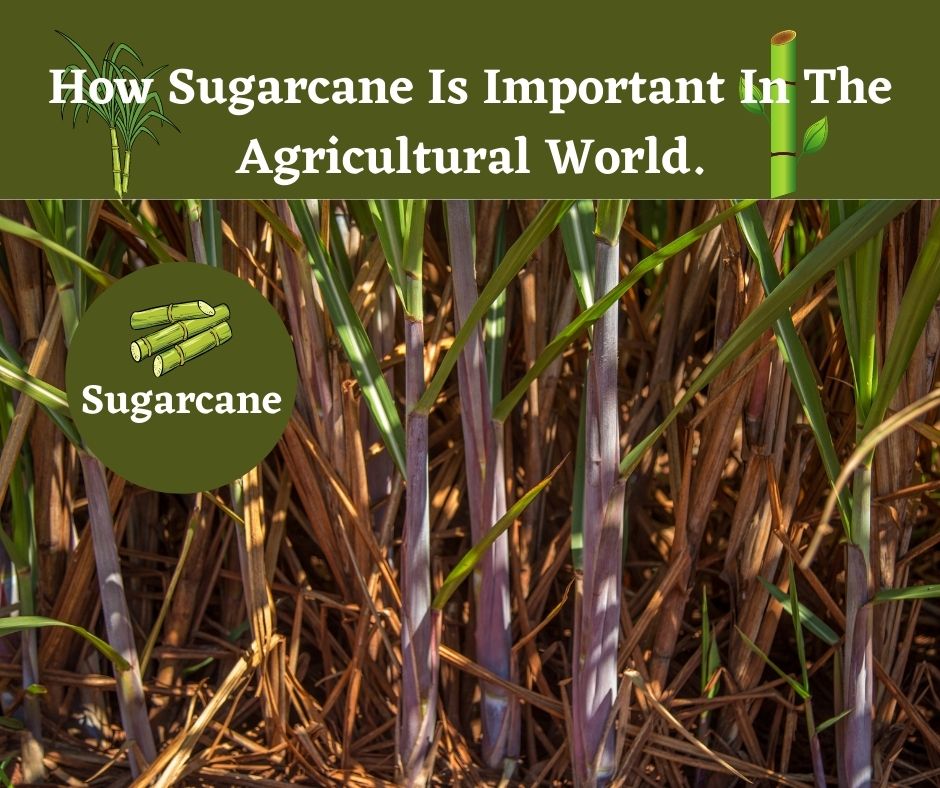 How Sugarcane Is Important In The Agricultural World.