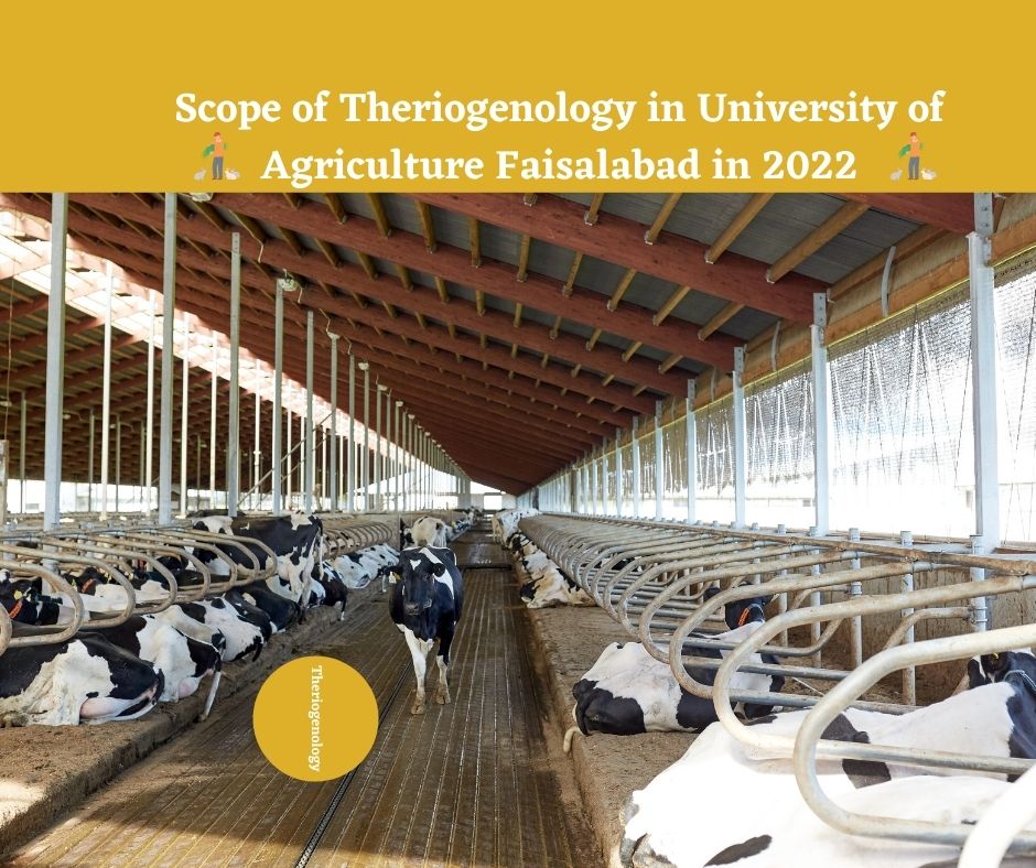 Scope of Theriogenology in University of Agriculture Faisalabad in 2022