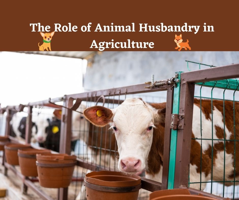 The Role of Animal Husbandry in Agriculture