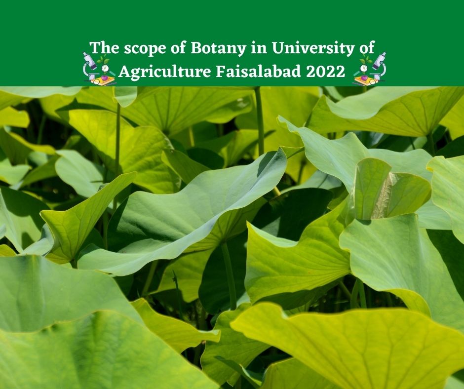 The scope of Botany in University of Agriculture Faisalabad 2022