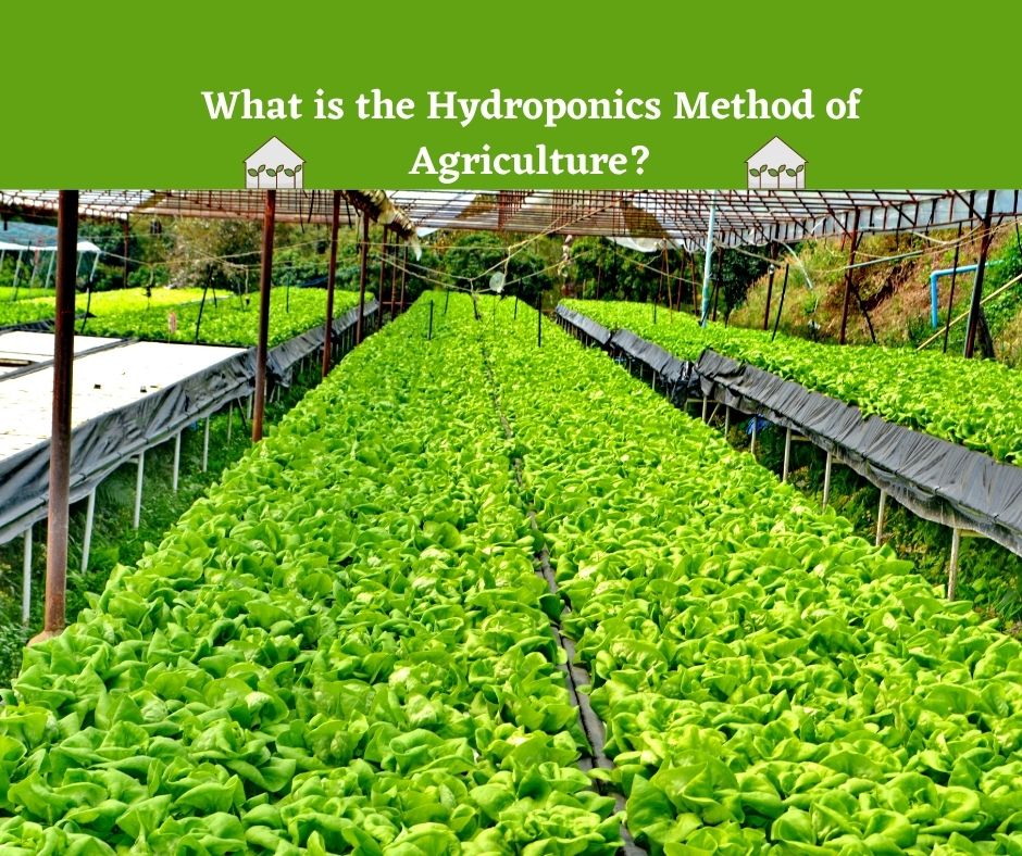 What is the Hydroponics Method of Agriculture