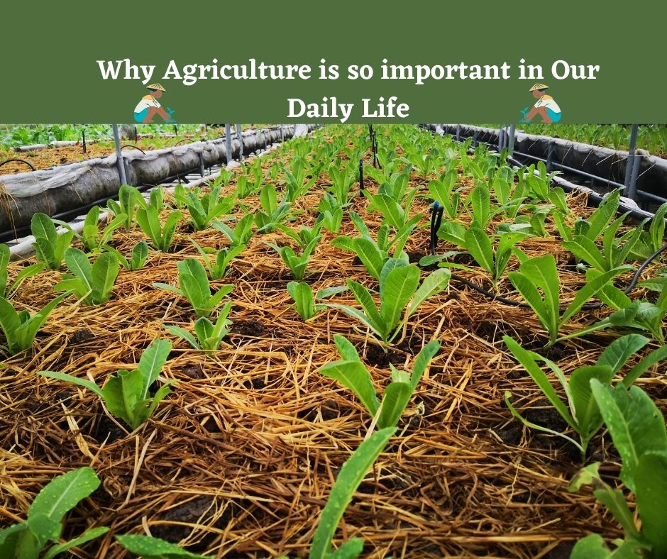 Why Agriculture is so important in Our Daily Life