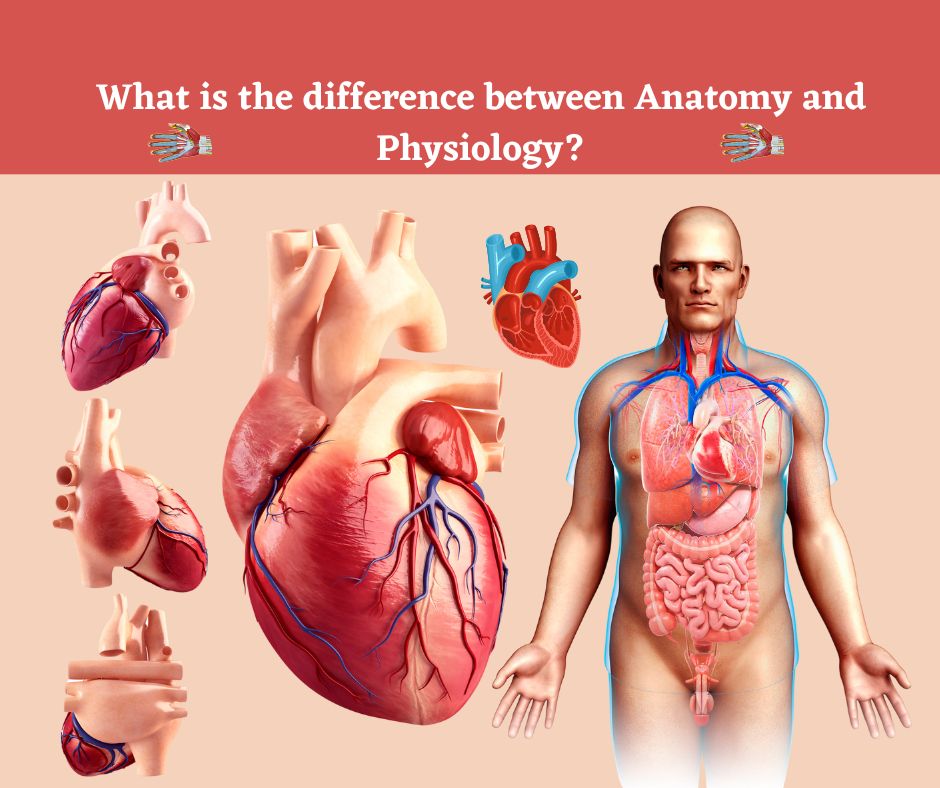 What is the difference between Anatomy and Physiology