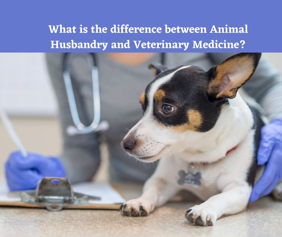 What is the difference between Animal Husbandry and Veterinary Medicine