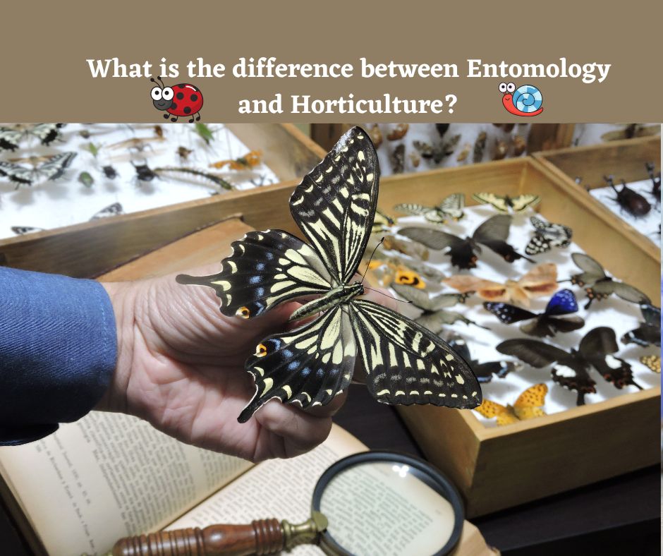 What is the difference between Entomology and Horticulture