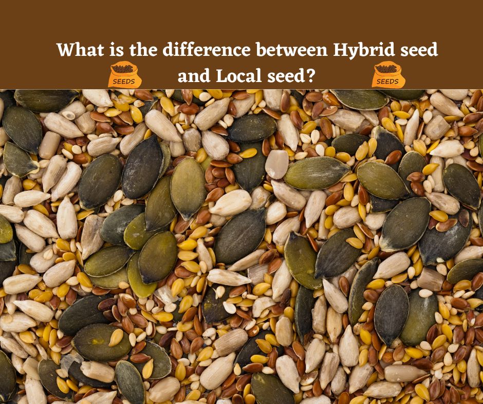 What is the difference between Hybrid seed and Local seed