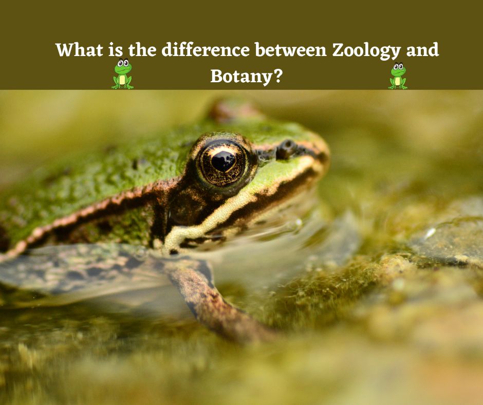 What is the difference between Zoology and Botany