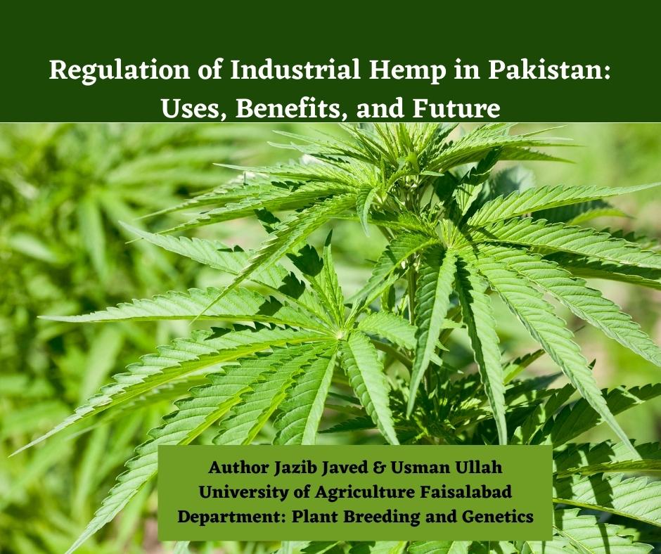 Regulation of Industrial Hemp in Pakistan Uses, Benefits, and Future