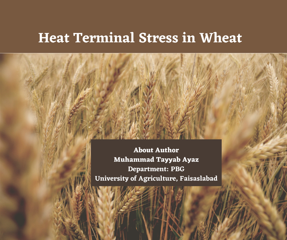 Heat Terminal Stress in Wheat