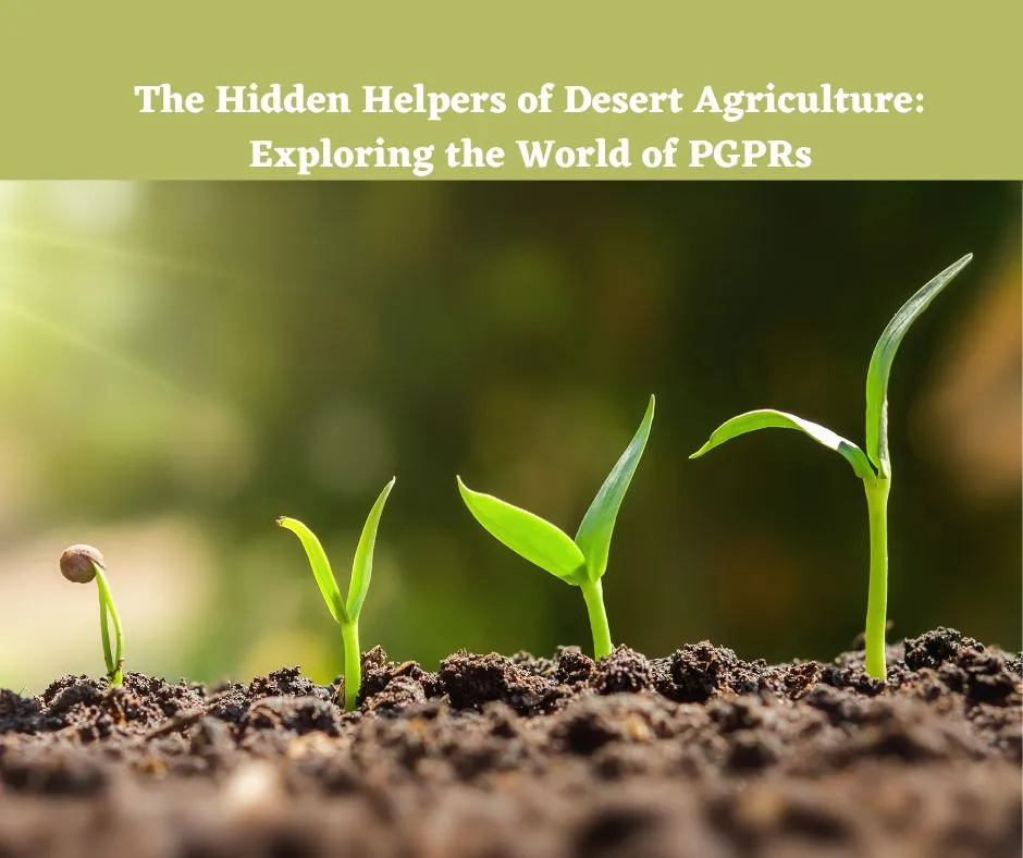 The Hidden Helpers of Desert Agriculture Exploring the World of PGPRs