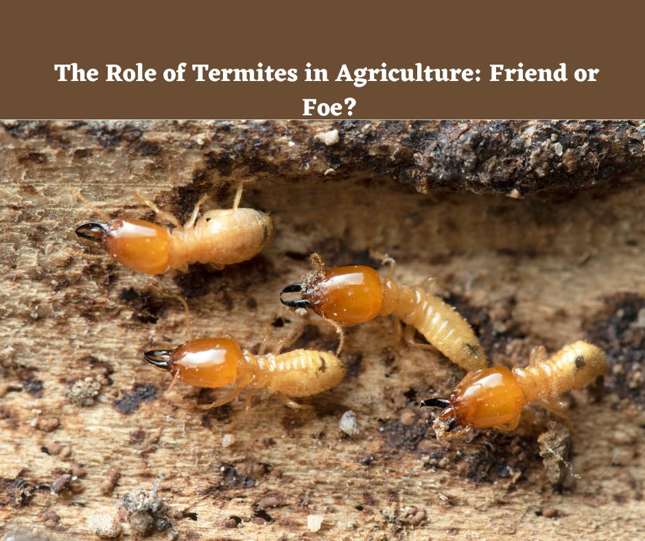 The Role of Termites in Agriculture Friend or Foe
